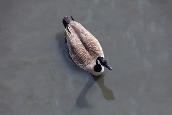 Canada goose Stock Picture