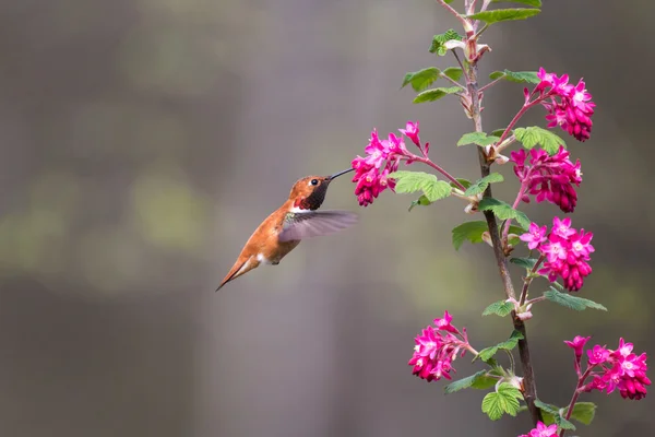 Roestige kolibrie — Stockfoto