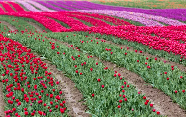 Campo tulipa — Fotografia de Stock