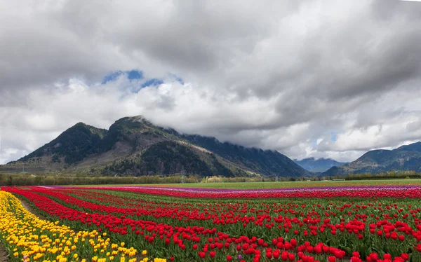 Tulipán pole — Stock fotografie