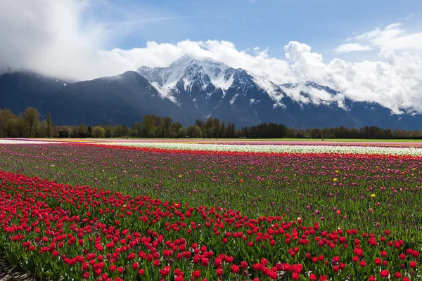 Tulip Field — Stock Photo, Image