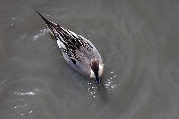 Norte de Pintail —  Fotos de Stock