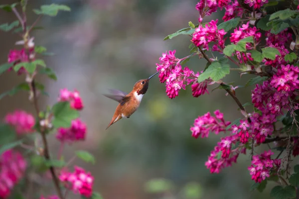 Краснопёрая колибри — стоковое фото