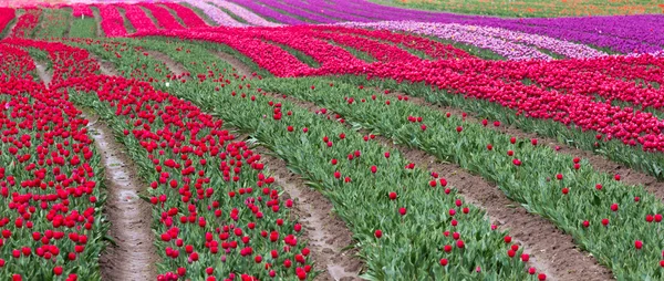 Campo tulipa — Fotografia de Stock