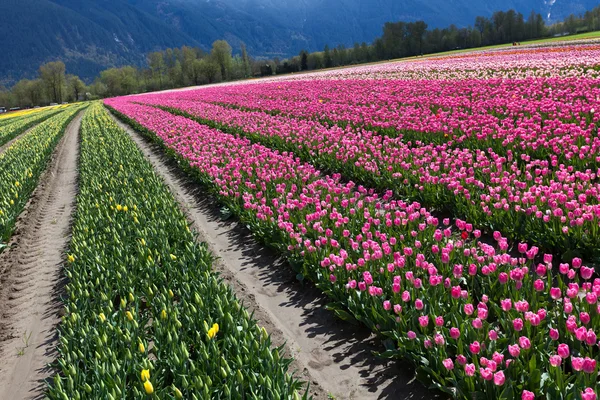 Campo tulipa — Fotografia de Stock