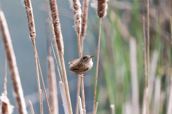 Marsh Wren. — Fotografia de Stock