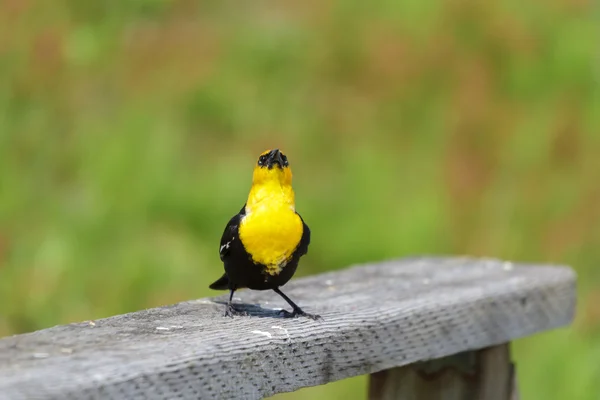 Sárgafejű Blackbird — Stock Fotó