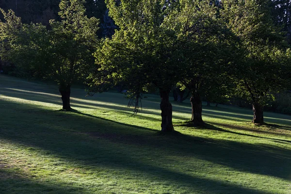 Skog — Stockfoto