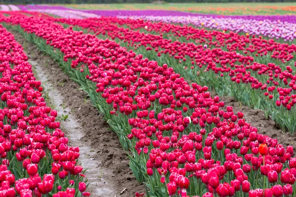 Campo tulipa — Fotografia de Stock