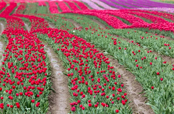 Tulipán mező Stock Kép