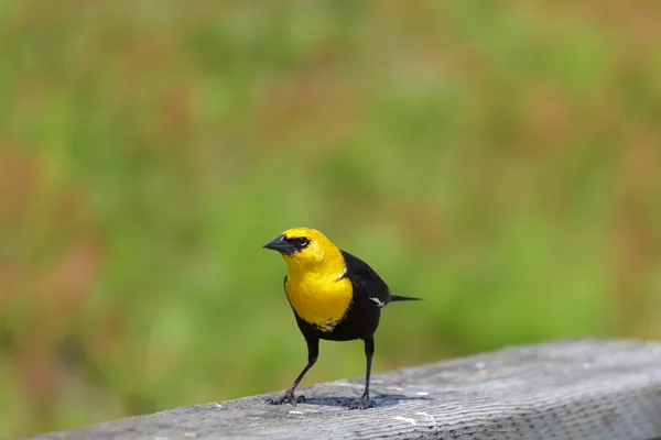 黄色为首的黑鸟gulhuvad blackbird — Stockfoto