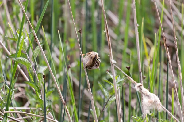 Marsh Wren. Immagini Stock Royalty Free