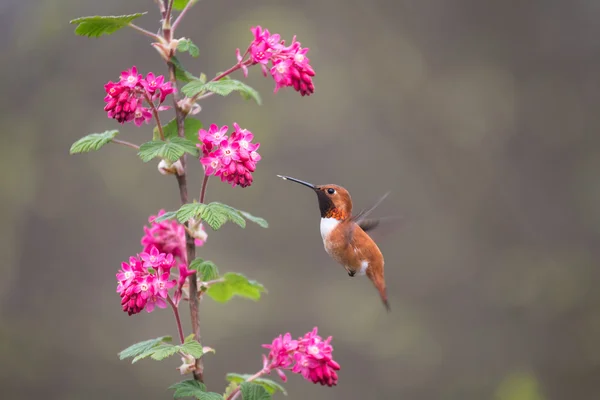 Colibrí rufo — Foto de Stock