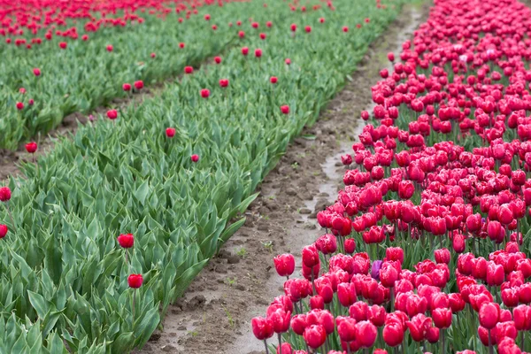 Tulipán mező — Stock Fotó