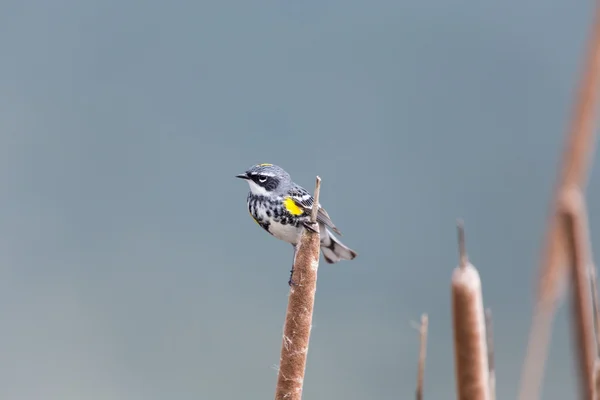 Yellow-rumped Warbler — Stock Photo, Image