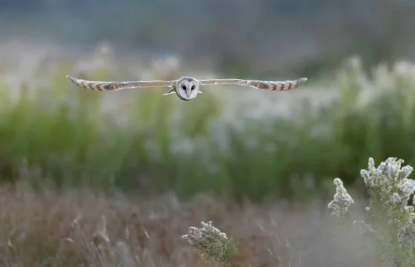 Flying Barn Owl Bird Delta Canada — Stock Photo, Image