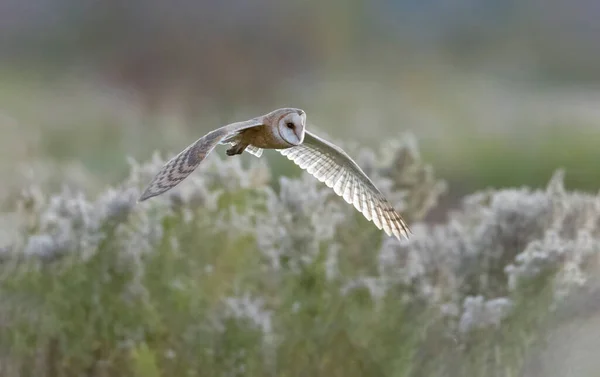 Flying Barn Owl Bird Delta Canada — Stock fotografie