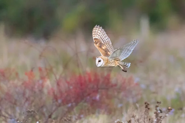 Flying Barn Owl Bird Delta Canada — Stock fotografie
