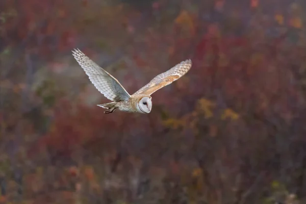 Flying Barn Owl Bird Delta Canada — Stock fotografie