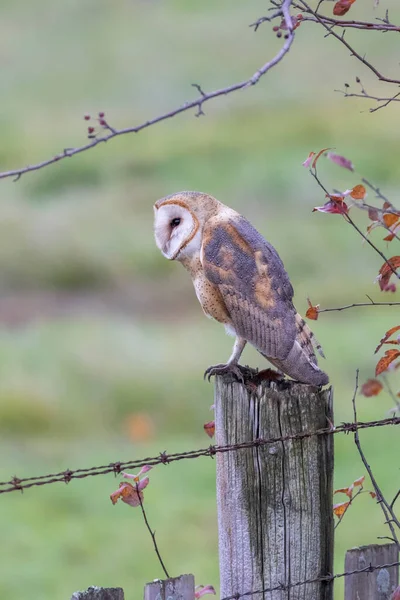 Barn Uggla Fågel Vid Delta Kanada — Stockfoto