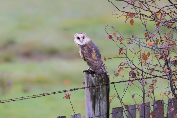 Barn Owl Bird Delta Canada — Foto de Stock