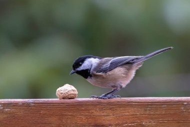 Vancouver BC Kanada 'da siyah başlıklı Chickadee kuşu