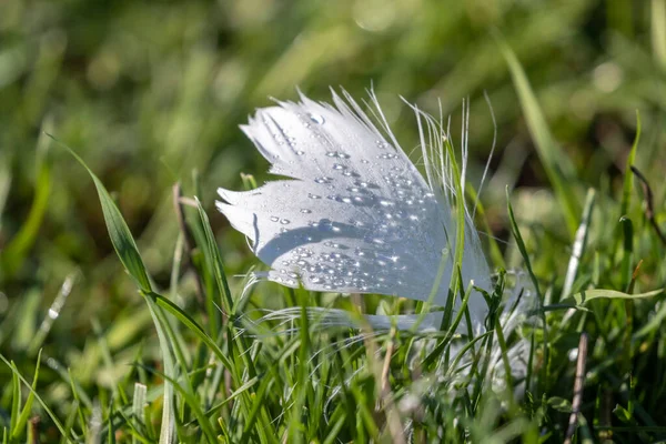 White Bird Feather Dewdrop Vancouver Canada — Stock Photo, Image