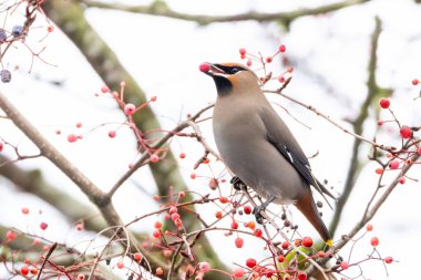 Vancouver BC Kanada 'da Bohem Waxwing kuşu