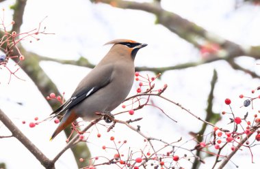 Vancouver BC Kanada 'da Bohem Waxwing kuşu