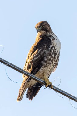 Vancouver BC Kanada 'da kırmızı kuyruklu şahin kuşu