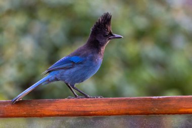 Steller 'ın Jay kuşu Vancouver Bc Canada' da