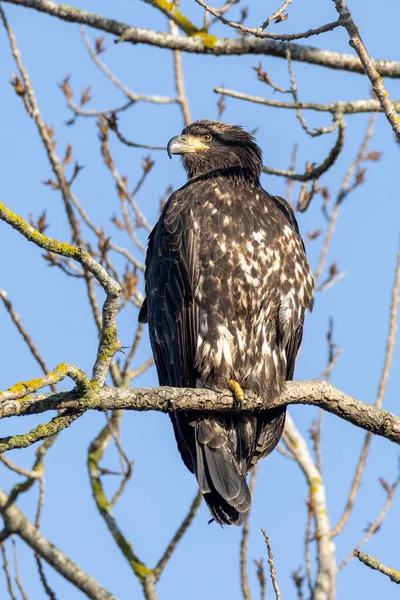 Kale Adelaar Vogel Bij Vancouver Canada — Stockfoto