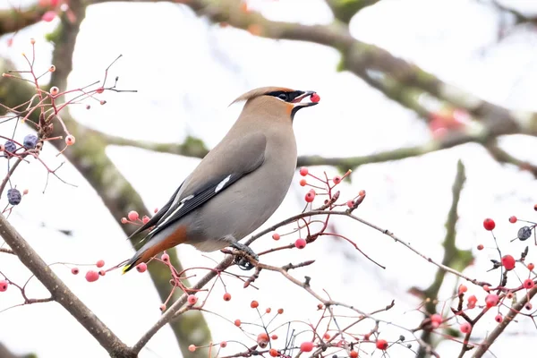 Bohemian Waxwing Ptak Vancouver Kanada — Zdjęcie stockowe