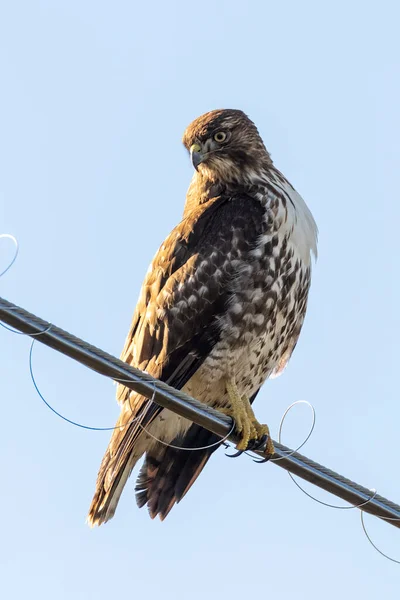 Red Tailed Hawk Bird Vancouver Canada — Stock Photo, Image