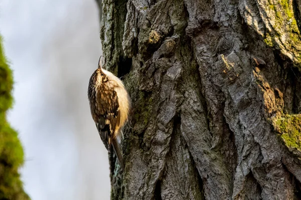 Bruine Kruipvogel Bij Vancouver Canada — Stockfoto