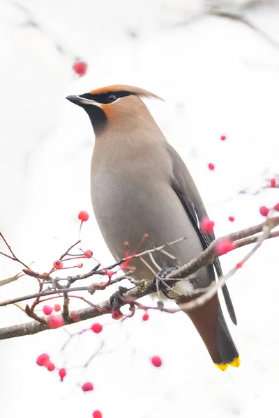 Bohemian Waxwing Bird Vancouver Canada — Stock Photo, Image