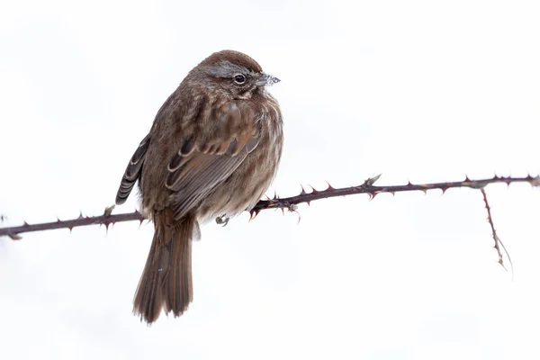 Song Sparrow Vogel Vancouver Canada — Stockfoto