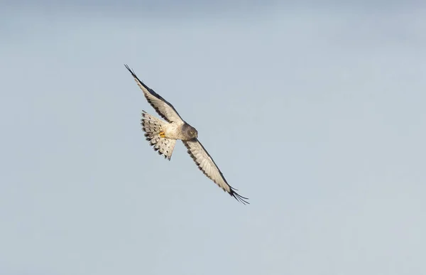 デルタBcカナダの北ハリアー鳥 — ストック写真