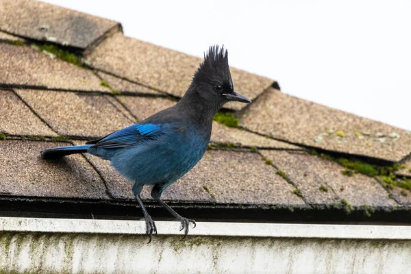 Jay Pájaro Steller Vancouver Canadá — Foto de Stock