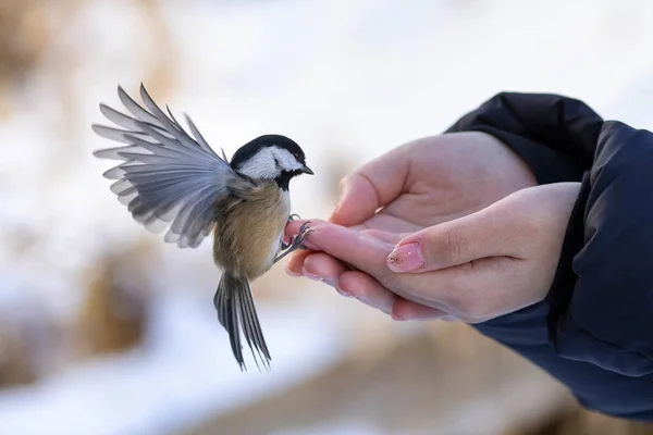Mão Alimentando Frango Preto Tampado Pássaro Vancouver Canadá — Fotografia de Stock