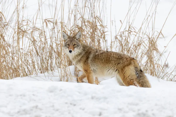 Jagd Auf Kojoten Schnee Bei Vancouver Kanada — Stockfoto