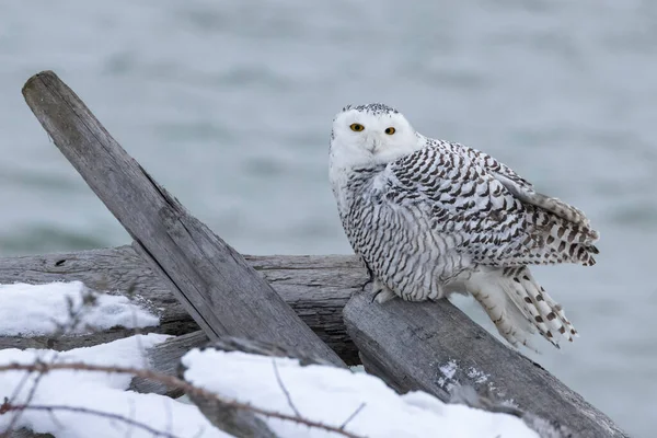 Snowy Owl Bird Vancouver Canada —  Fotos de Stock
