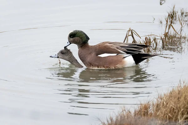 Αμερικανικό Ζευγάρωμα Wigeon Στο Βανκούβερ — Φωτογραφία Αρχείου