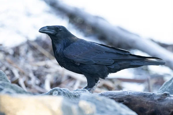 Pássaro Corvo Negro Vancouver Canada — Fotografia de Stock