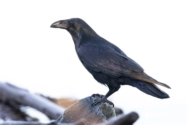 Pájaro Cuervo Negro Vancouver Canada — Foto de Stock