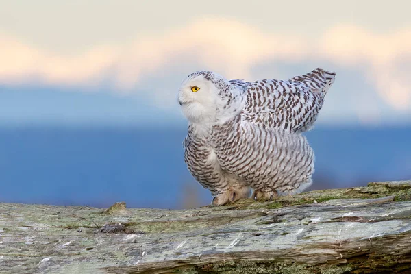 Sněžná Sova Pták Vancouver Kanada — Stock fotografie