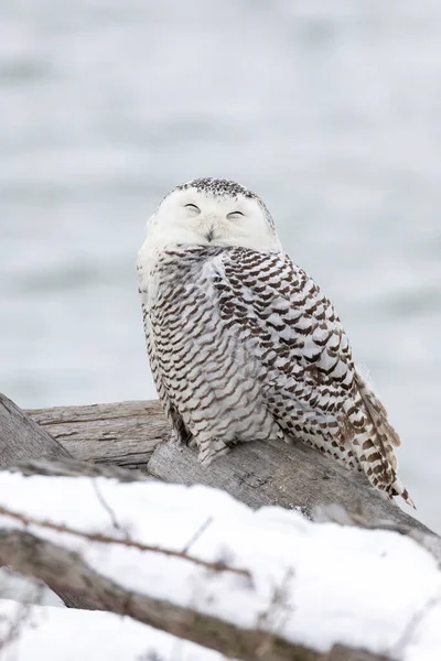 Snowy Owl Bird Vancouver Canada Stock Image