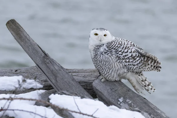 Sneeuwuilenvogel Vancouver Canada Stockfoto