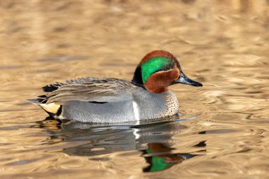 Vancouver BC Kanada 'da yeşil kanatlı ördek.