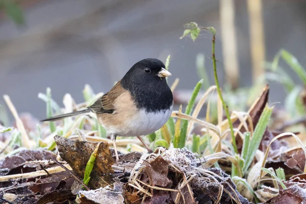 Pássaro Junco Olhos Escuros Vancouver Canadá — Fotografia de Stock